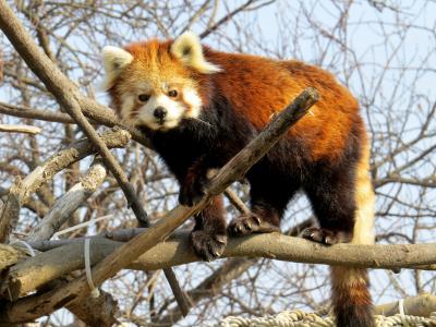 真冬のレッサーパンダ紀行【10】 日立市かみね動物園　ヤマト君＆ゆいちゃんの加入でパワーアップした神峰レッサー！！ キーパーさん手作り？の新放飼場も楽しみです！！