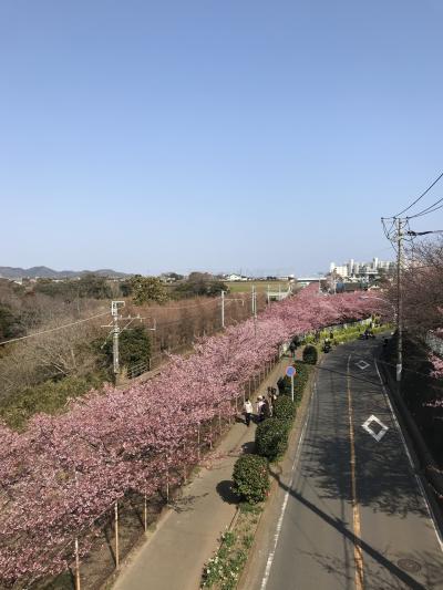 花を求めて① 河津桜を見に三浦海岸へ