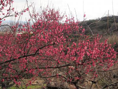 播磨の秘仏と梅と国宝仏