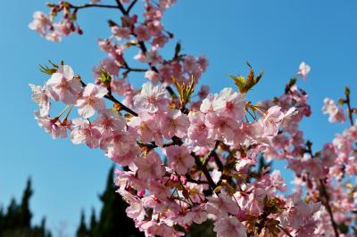 四浦半島の河津桜2018