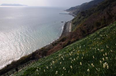 水仙咲く国生みの島へ【１】～伊弉諾神宮と灘黒岩水仙郷～