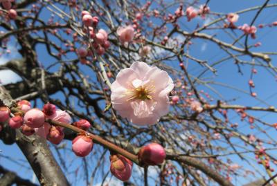 2018早春、やっと花一輪の枝垂れ梅(4/4)：枝垂れ梅、ロウバイ、藤牡丹枝垂れ