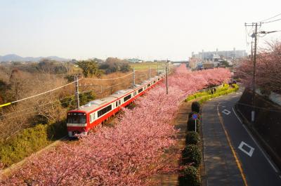 河津桜と海を見に、三浦海岸へ行ってきた。