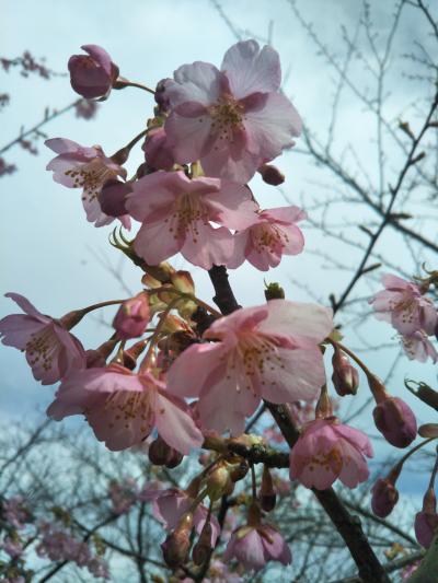 平成30年　聖崎公園の河津桜と半島巡り