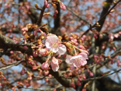 今年は遅い代々木公園の河津桜
