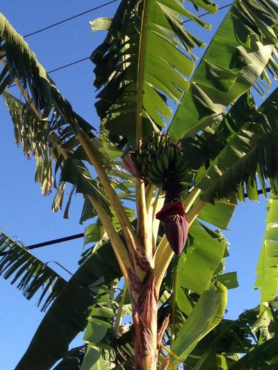 日系人の友達とブラジル旅行 2