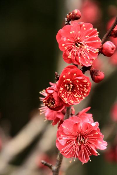 馬見丘陵公園へ春の訪れを感じに。梅が咲きだしています。