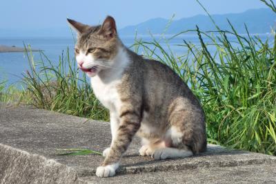 香川　猫旅行１