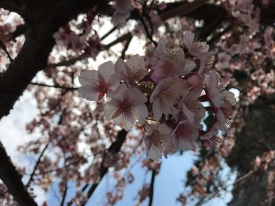 三連休の伊豆修善寺　早咲きの桜