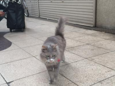 ねことひこーき2016尾道