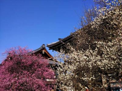 京の冬の旅でもないが、離宮二条城と島原・本願寺