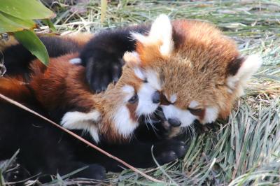 夜行バスと新幹線で神戸レッサーパンダ遠征とグルメの再訪（２）王子動物園（前編）３大アイドル編＜レッサーパンダ＞親子４頭同居と飼育員さんの抱っこ＆＜ジャイアントパンダ＞笹ごはんの時は背を向けちゃったタンタンちゃん＆＜コアラ＞埼玉ズーの赤ちゃんより先に神戸の赤ちゃんに会えた！