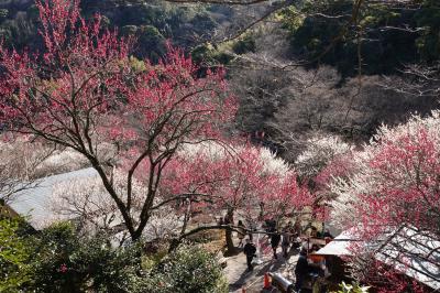 熱海梅園 と 糸川桜 へ