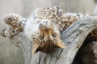 夜行バスと新幹線で神戸レッサーパンダ遠征とグルメの再訪（３）王子動物園（後編）コツメカワウソ・アシカ・ホッキョクグマの食事タイムを見学できた＆円形猛獣舎の猛獣たちに会えた代わりに、今回カバやカピバラの方へは行けず