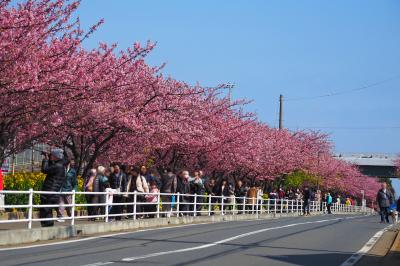 伊豆まで遠いと思ったら。　【 三浦海岸河津桜と田浦梅の里 】