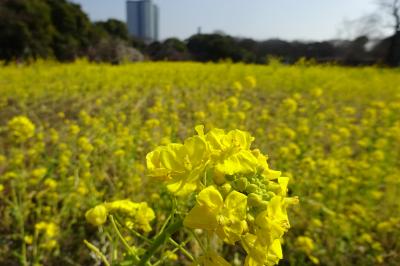 浜離宮、芝離宮　菜の花畑や梅が見ごろ