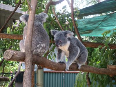 オーストラリア７日目：動物園と土ぼたる