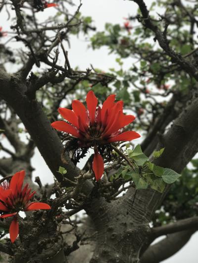 2017年 小浜島 ②