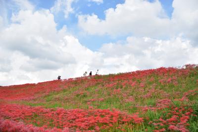 愛知県を楽しもう♪（ ごんぎつねの里で彼岸花鑑賞 編 ）