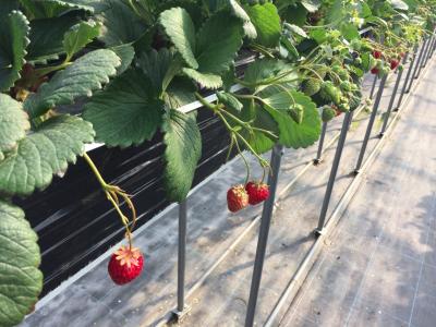 滋賀県竜王までいちご狩り