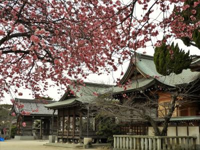 紅白梅が見ごろを迎えた御厨神社