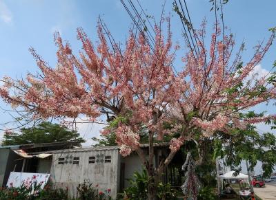 ナコンラチャシーマ（コラート）の田舎町で2泊3日　往復約700Km