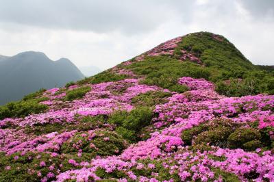 天空に咲くピンクの大花園を訪ねて（　九重連山に咲くミヤマキリシマ　後編）