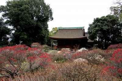 道明寺天満宮の梅