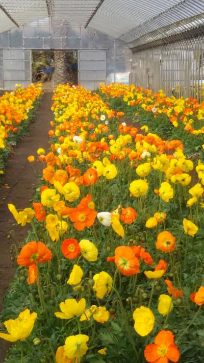 さくっと気分転換に🎵 やっと訪れた館山城