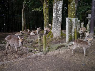 奈良プチ縦断！＠奈良公園＊春日大社＊興福寺 南円堂＊Le Case＊まほろば大仏プリン本舗＊長谷寺＊岡寺＊壺阪山 南法華寺