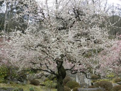 しだれ梅の郷『木の館 豊寿庵』で梅見三昧！（三重県伊賀市）