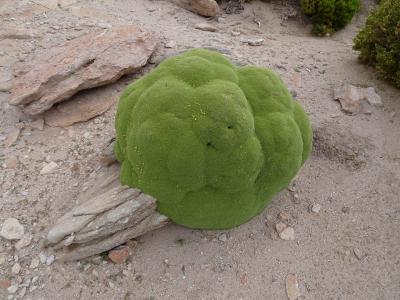 南米周遊:ボリビアのビジャマールに行ってきました。