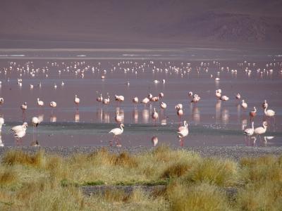 南米周遊:チリのアタカマ砂漠に行ってきました。