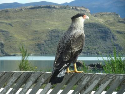 南米周遊:チリのパイネ国立公園に行ってきました。