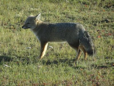 南米周遊:アルゼンチンのエルカラファテに行ってきました。