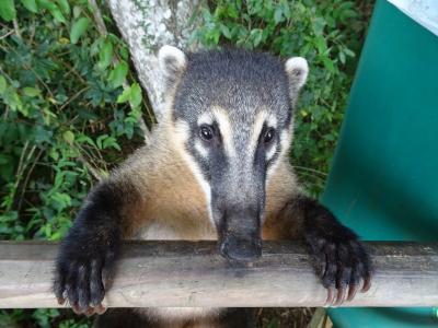 南米周遊:いよいよ最後。アルゼンチン.ブラジルからイグアスの滝を観ました。
