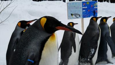 極寒の北海道へ3泊4日③～層雲峡氷瀑まつりと旭山動物園