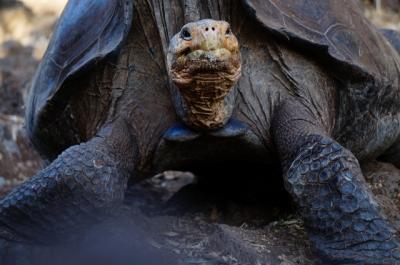 地球上に残された動物たちの最後の楽園 ガラパゴスを日帰りツアーで巡る (Galapagos, Last paradise remain on earth)