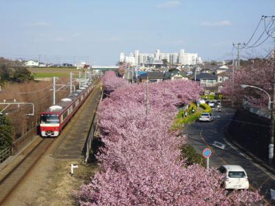 三浦海岸桜祭り散策