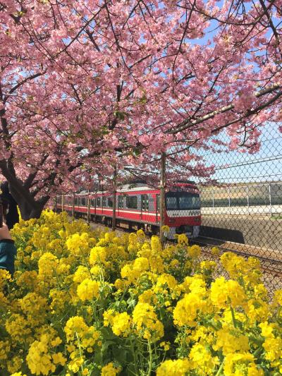 春を探して三浦半島　河津桜と梅、まぐろを満喫！