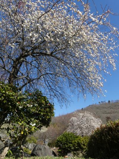 みかも山万葉庭園のウメ_2018_まだ２～３割、見頃はもう少し先です。（栃木県・佐野市）