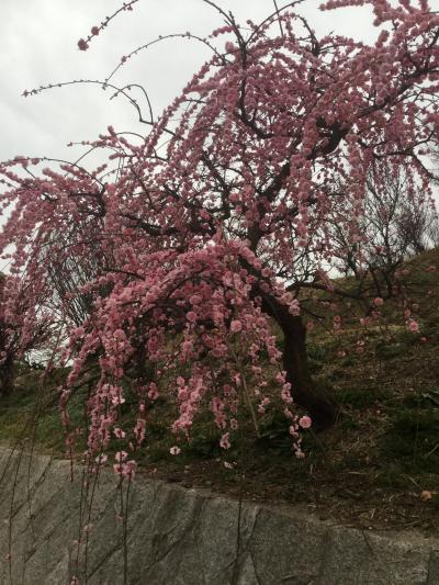 周防大島 河津桜二分咲き  冠山総合公園 梅 満開のバスツアーの旅