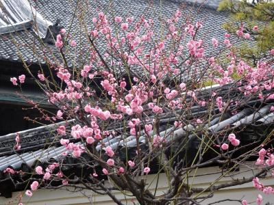 ２０１８年２月　福岡　その１　久留米　地場産くるめ・梅林寺・世界のつばき館に行きました。