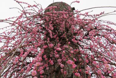 2018春、三分咲の枝垂れ梅(2/4)：茶席、給水塔、緑萼枝垂れ、呉服枝垂れ、玉垣枝垂れ