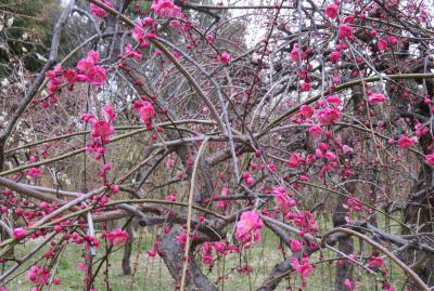 2018春、三分咲の枝垂れ梅(4/4)：緑萼枝垂れ、呉服枝垂れ、千鳥枝垂れ、一重緑萼枝垂れ