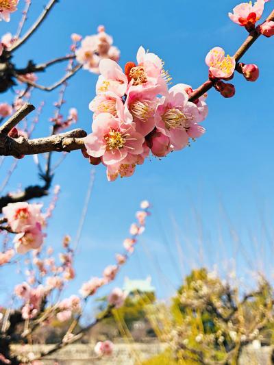 春の香りがする梅が見頃の大阪城公園へ・・・