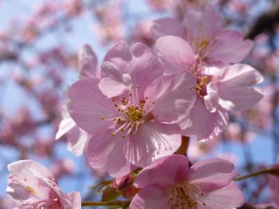 河津桜に６枚目の花びら？？