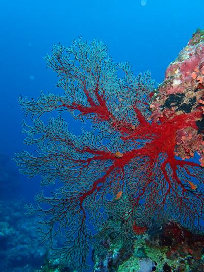 冬の石垣島ダイビング