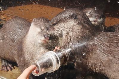 ひな祭りと世界野性動物の日の智光山公園こども動物園～テンジクネズミのひな壇に日本最長のお帰り橋やコツメカワウソとの握手会や温泉サルなど２時間でもハイライトを満喫