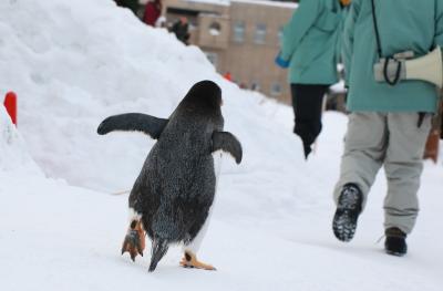 ペンギンのお散歩を見たくて旭川へ１泊の予定が飛行機欠航で２泊になった～！